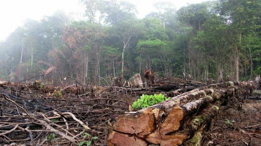 الحضارة الأنسانية مهددة بالانتهاء بسبب تدمير الغابات