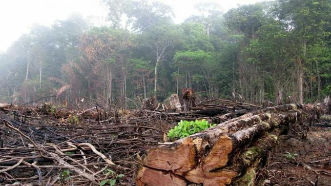 الحضارة الأنسانية مهددة بالانتهاء بسبب تدمير الغابات