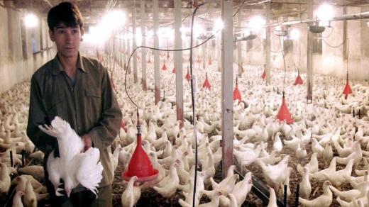 العراق تحظر إستيراد الدواجن ومشتقاتها من إيران