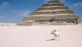 كوريا الجنوبية تنفي طلبها إستيراد الكلاب من مصر